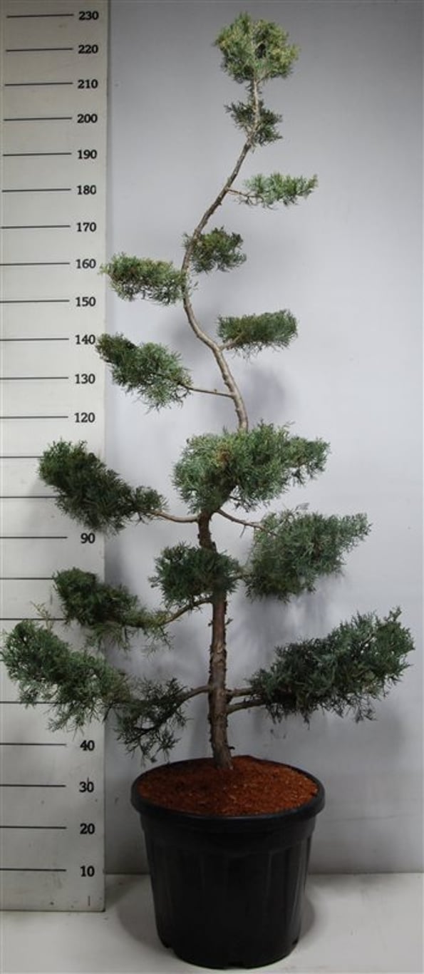 Juniperus virg. 'Grey Owl' - 150-175 CM Bonsai Cont.